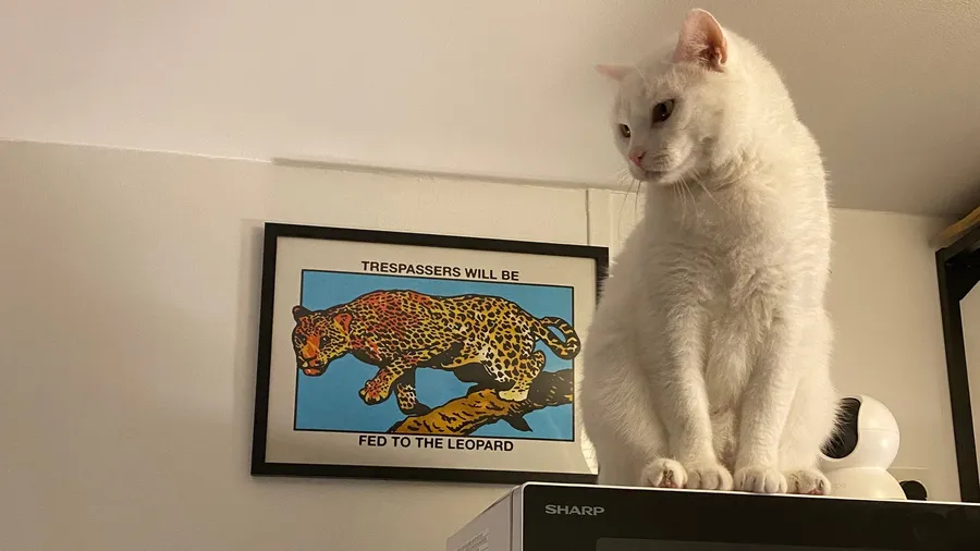 White cat on printer next to a leopard poster
