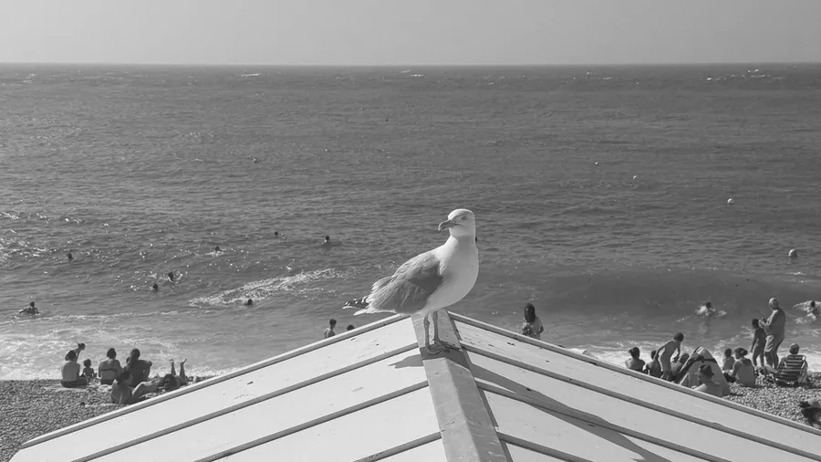 Seagull perched on a white roof ridge like a weathervane over the sea
