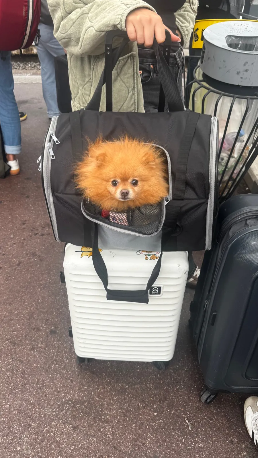 Fluffy Pomeranian peeking out of a bag on a suitcase