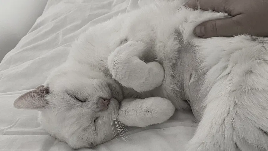 Hand resting on the sleeping white cat