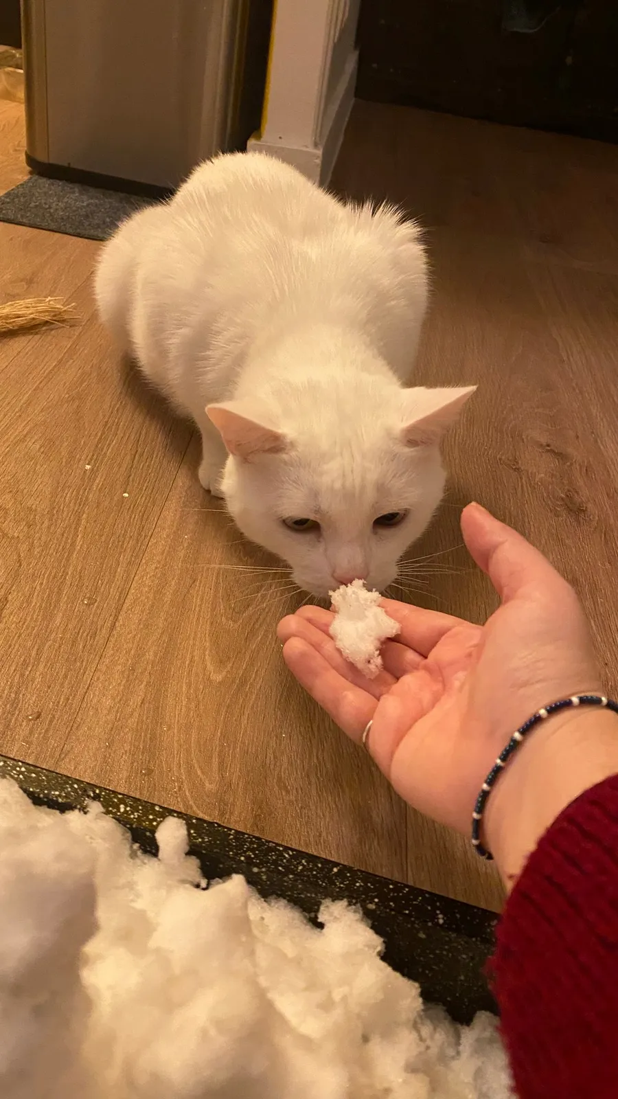 White cat sniffing a handful of snow brought indoors