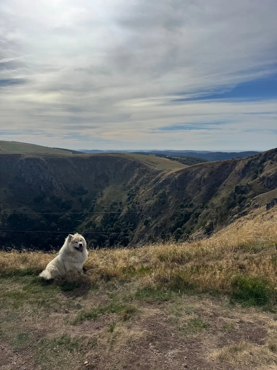 White fluffy dog sitting on a ridge under a big grey sky