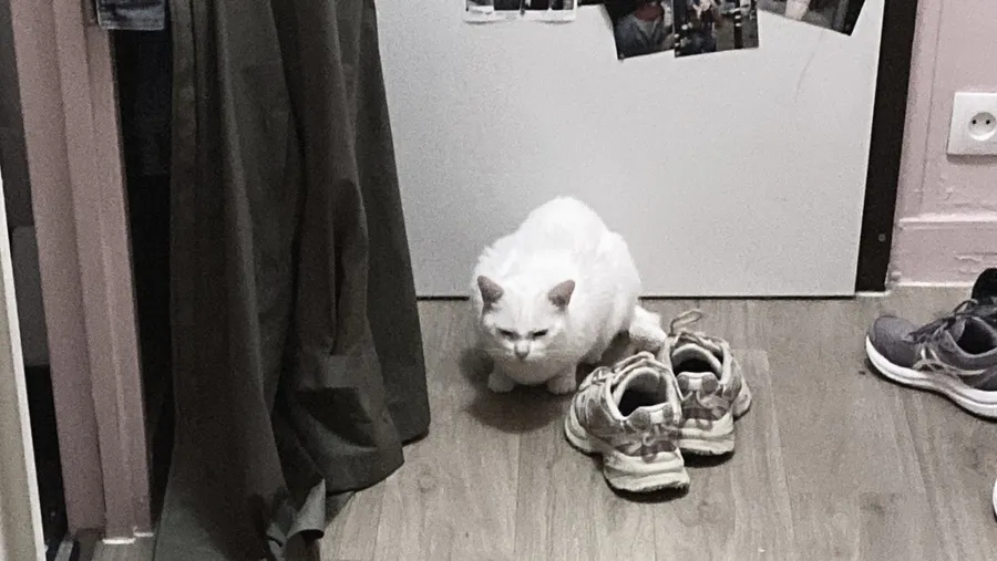 Cat sitting among sneakers by the front door, 1am