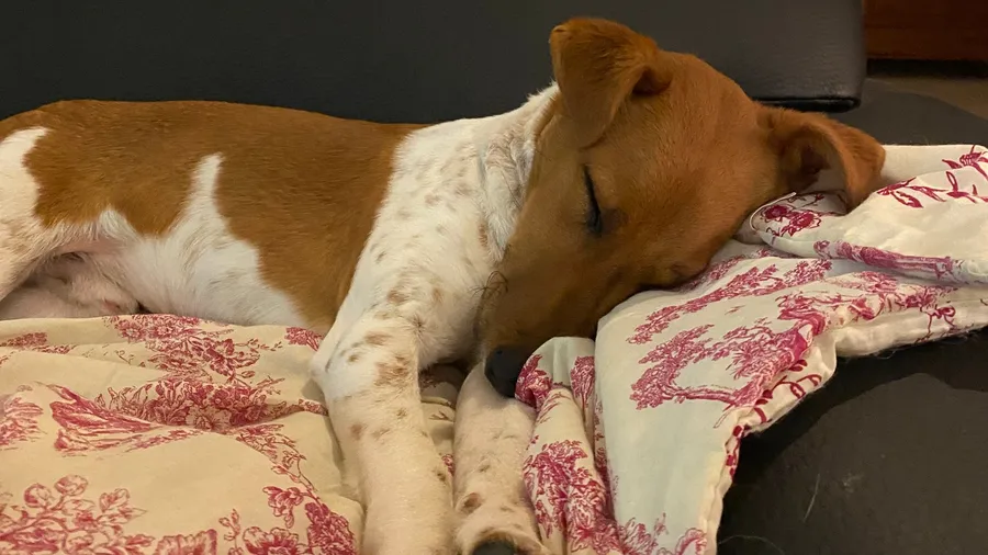 Brown-and-white dog asleep on toile de Jouy blanket, soft and cosy