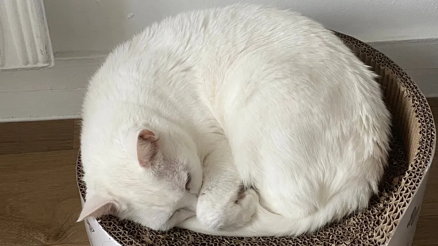 White cat curled tight in a round cardboard scratcher