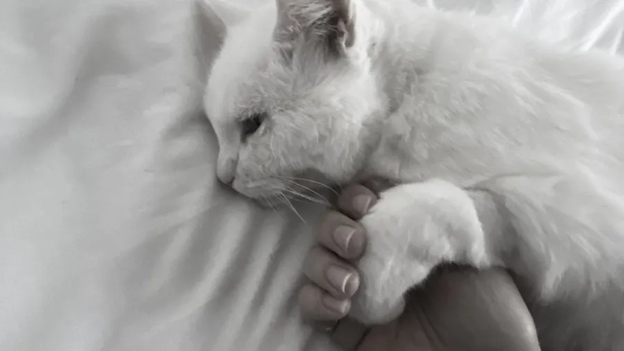 Cat's paw wrapped around a finger on white sheets