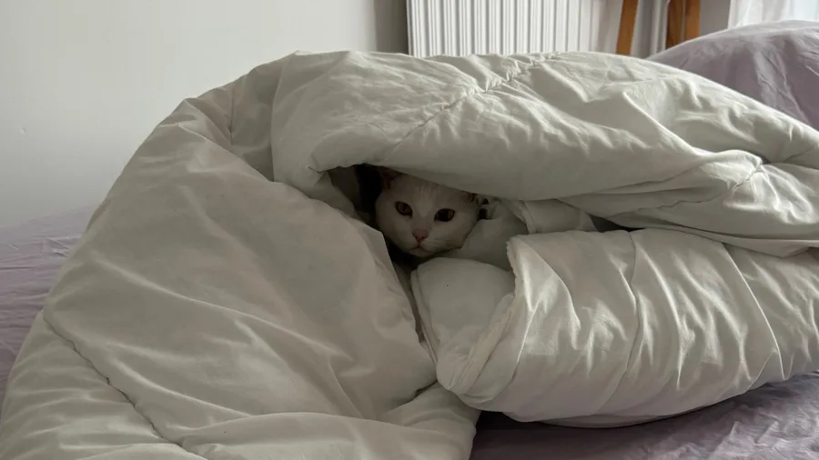 White cat peeking out of a duvet cave