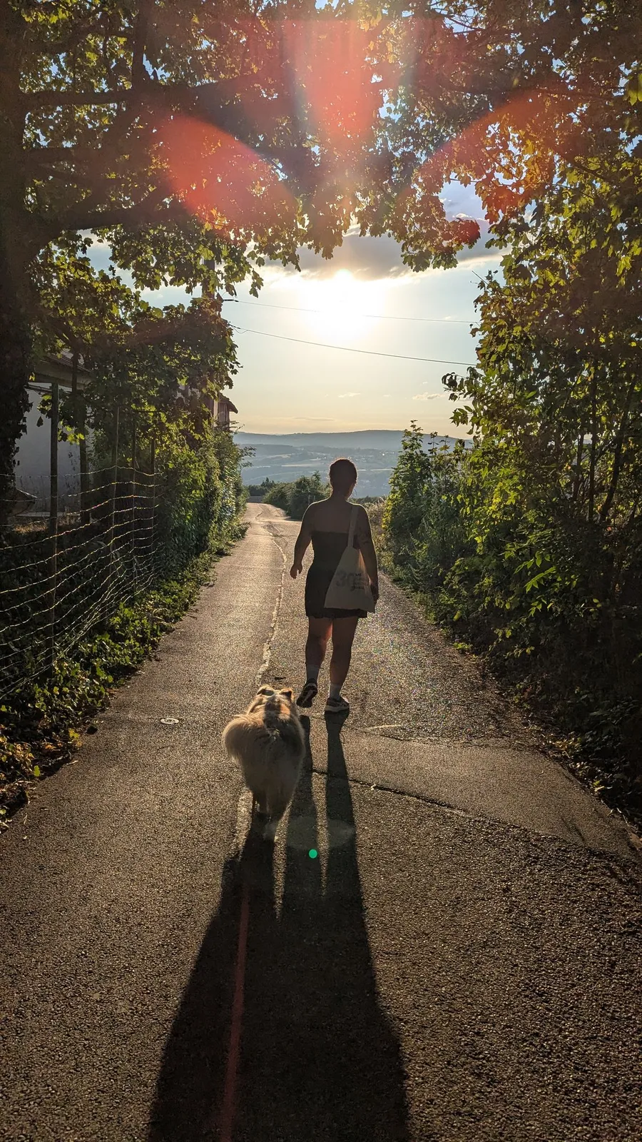 Walker and dog on a lane, low sun flaring, long shadow