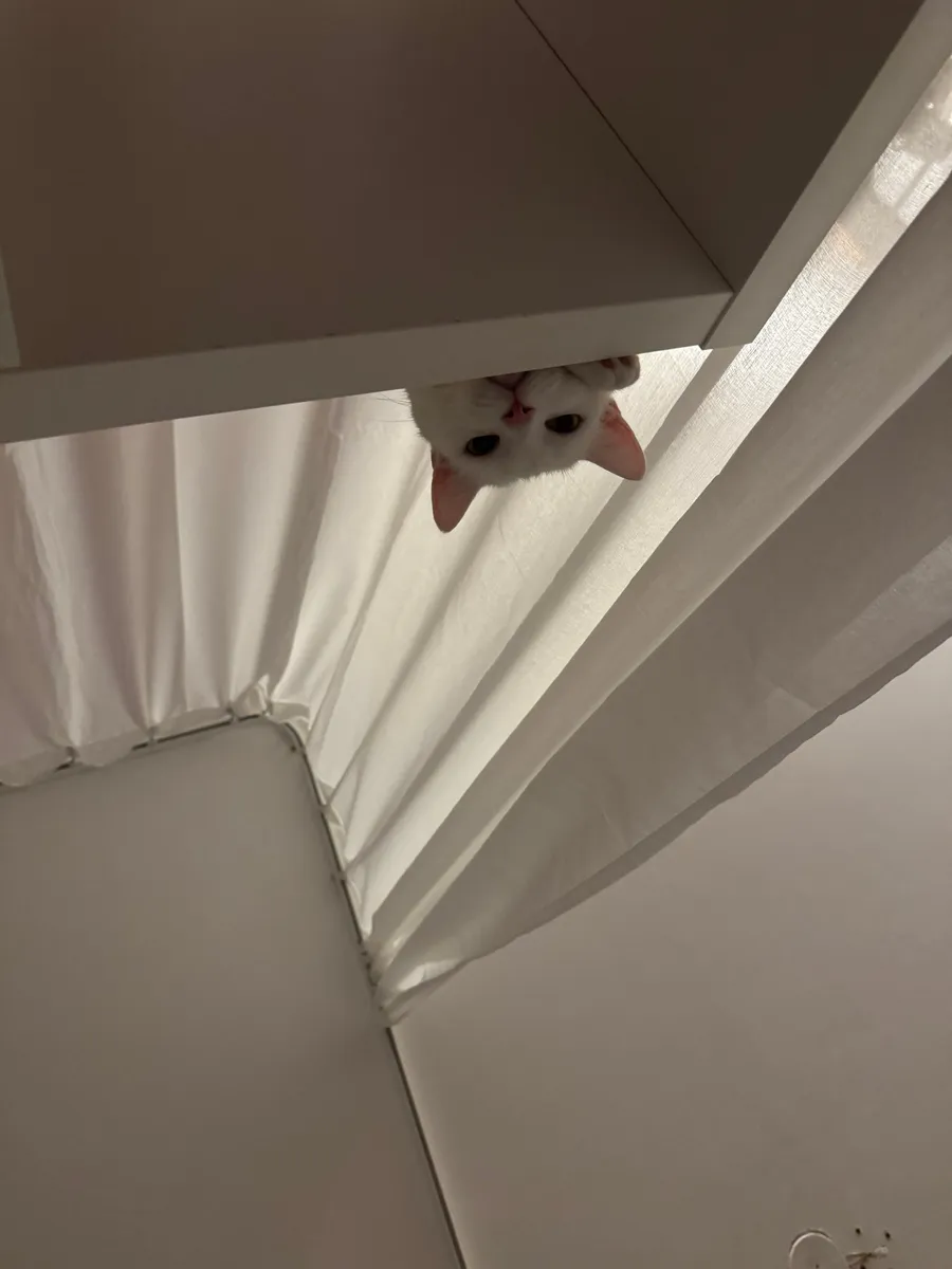 Cat peeking upside down from under a shelf