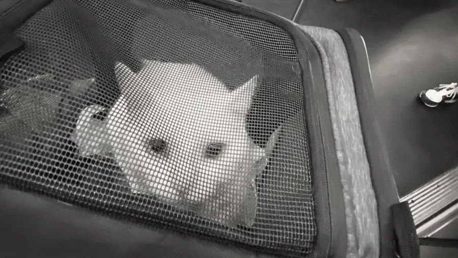 Cat's face pressed against the carrier mesh