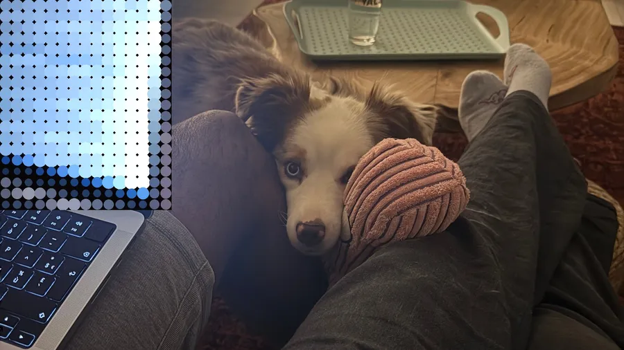 Dog resting its head between my legs next to the laptop