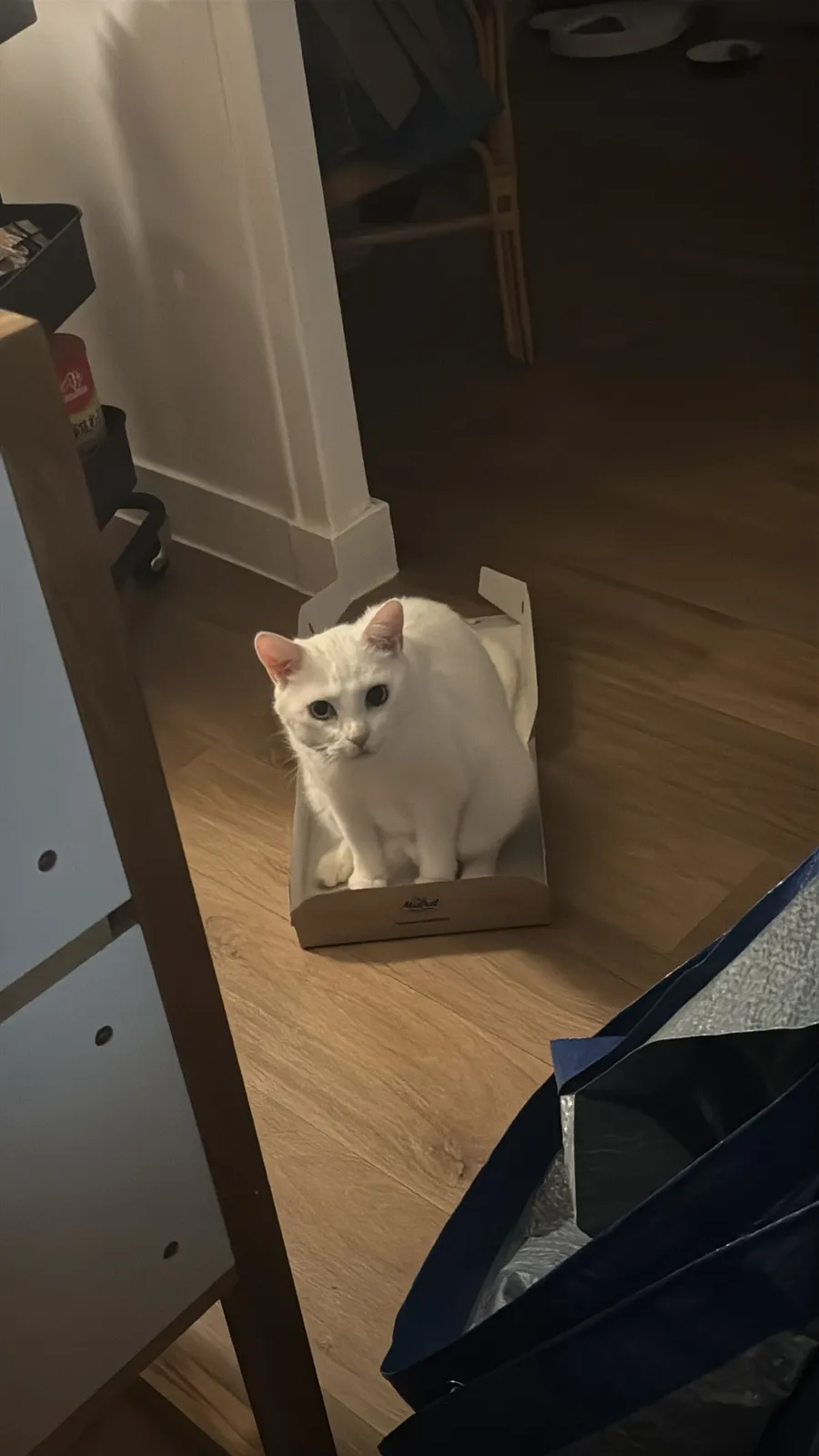 White cat squeezed into a too-small cardboard box