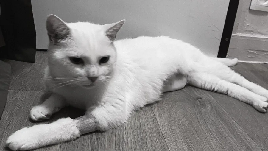 White cat lying on the floor, bandaged front leg