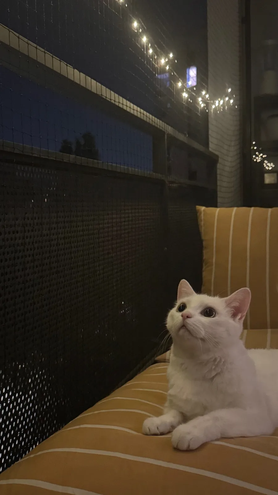 White cat on a balcony at night under fairy lights