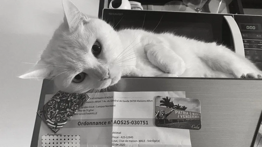 Cat lying on a prescription and papers on the desk