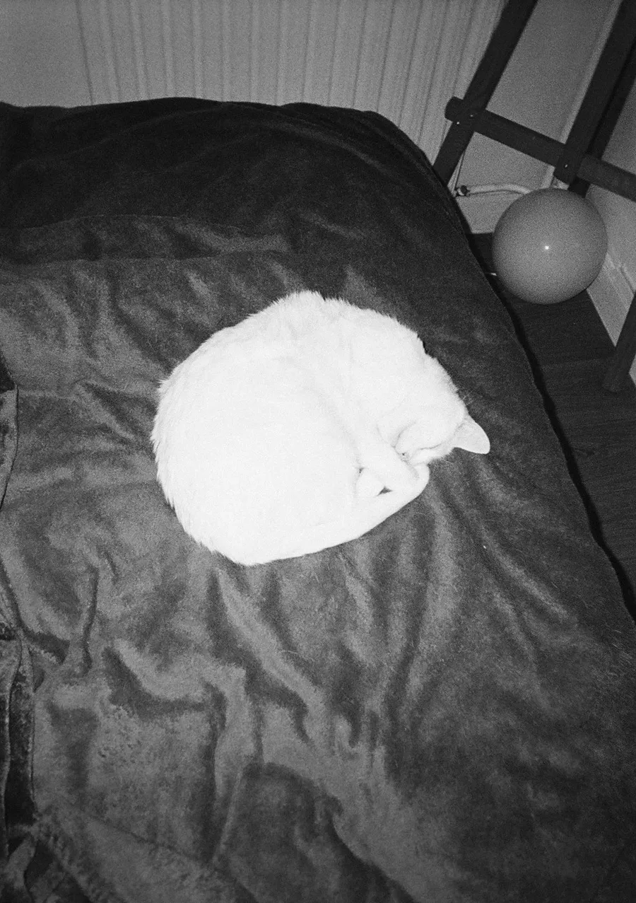 White cat a perfect ball in the middle of a dark blanket