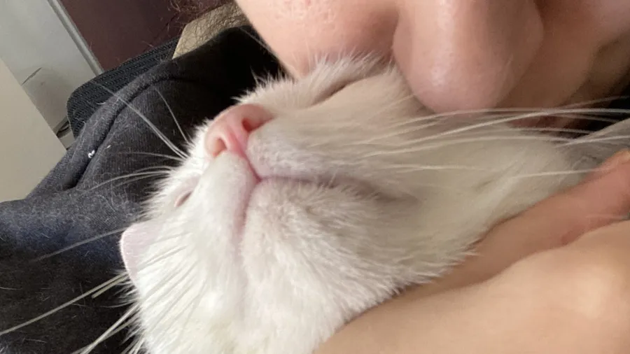Cat's chin tucked against a face, eyes shut in bliss
