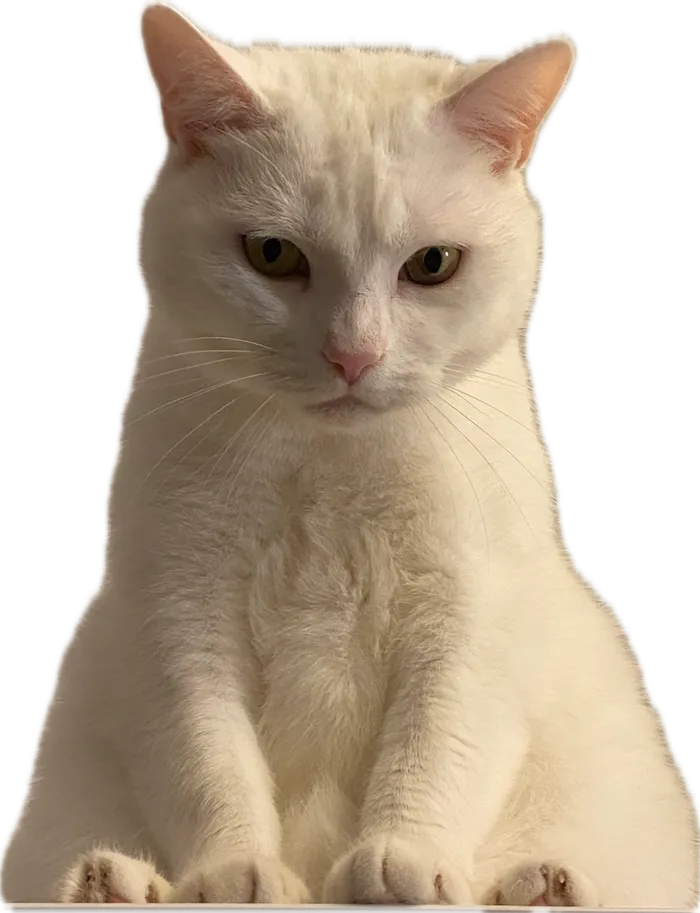 A white cat sitting up, looking down