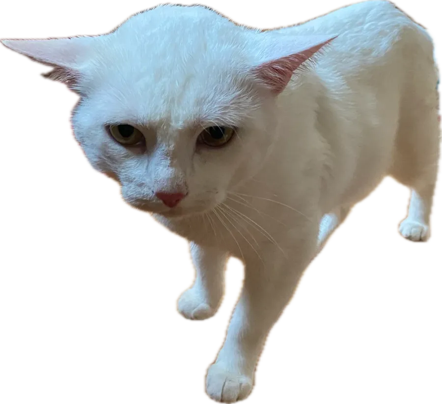 White cat walking straight ahead