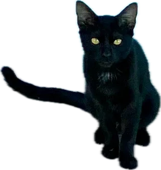 Black cat sitting, tail out to the side, yellow eyes
