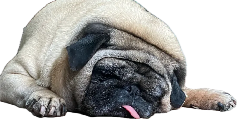 Pug asleep flat on the ground, tongue out
