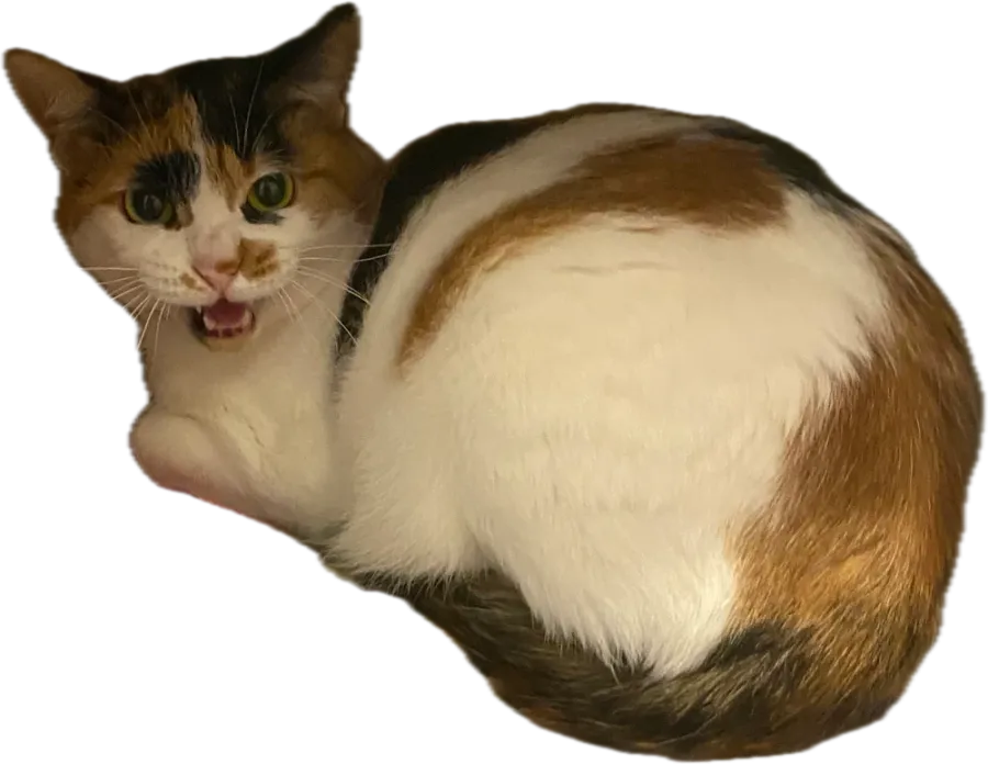 Calico cat curled up, hissing