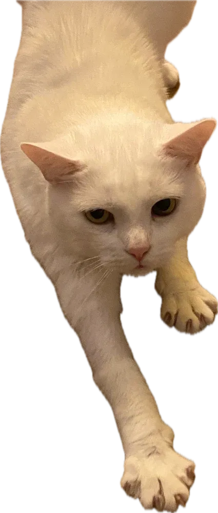 White cat stretched flat, one paw reaching forward