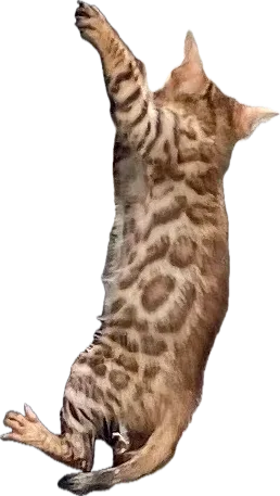 Spotted kitten climbing up, mid-jump