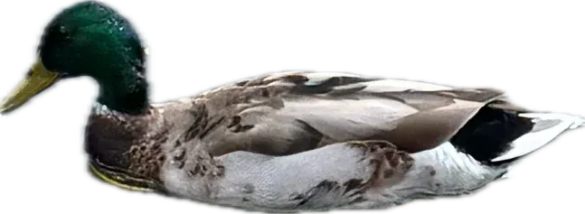 Mallard duck swimming