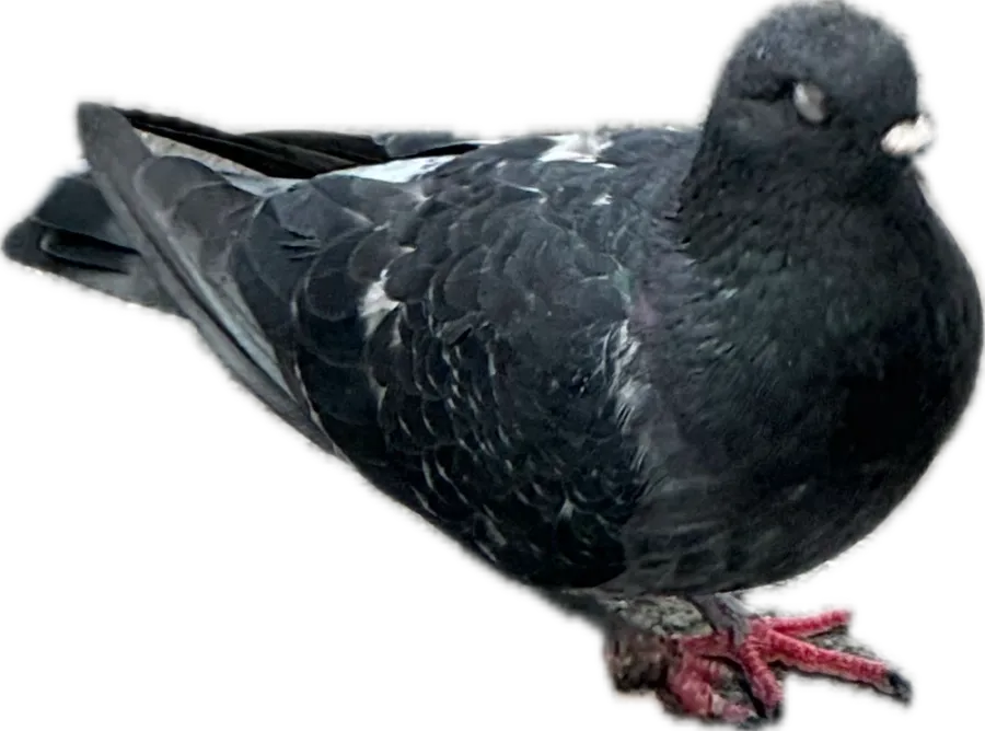 Dark grey pigeon with pink feet