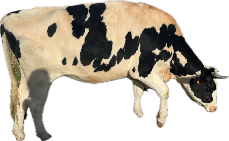 Black and white cow grazing, side-on