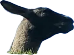 A llama's head peeking up