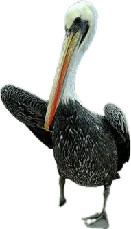 Pelican standing, long orange beak